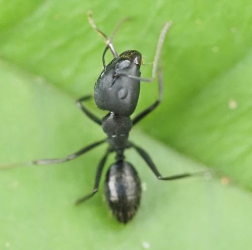 Réf. 312 110 : Camponotus sp.